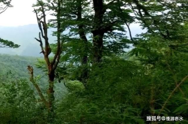 逃离阴森的岛屿